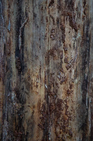 Holz Textur Hintergrund Rinde Ist Die Äußerste Schicht Von Stängeln — Stockfoto