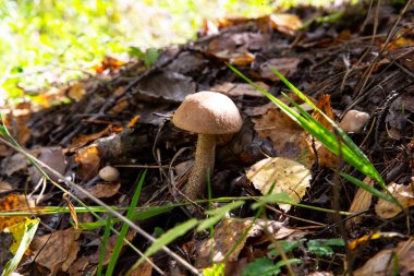 Leccinum Scabrum ormanda ve ötesinde sık sık kavak ağacının altında yetişir. Yenilebilir mantar.