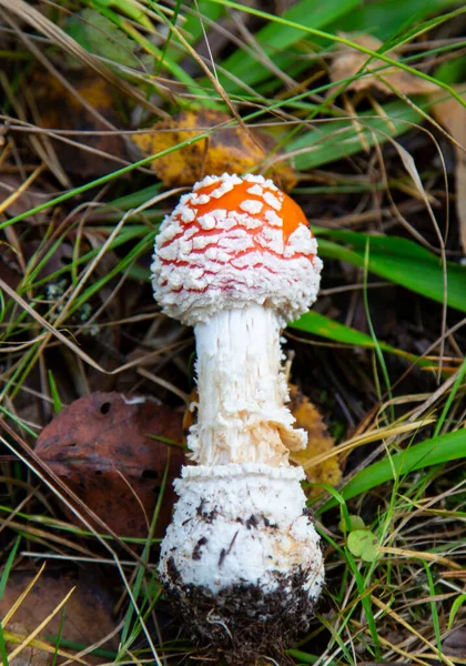 秋の森の中で鮮やかな赤フライアガリック毒キノコ — ストック写真
