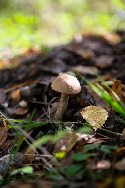 Leccinum Scabrum Crece Más Menudo Bajo Los Árboles Álamo Bosque —  Fotos de Stock