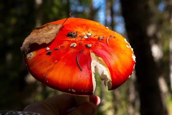 Sonbahar Ormanlarında Parlak Kırmızı Sinekler Zehirli Mantarlar — Stok fotoğraf