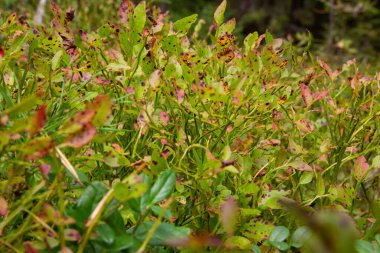 Makro fotoğrafçılıktaki yabanmersini ormanı. Renkli yaprakları olan taze, sulu yaban mersinleri. Sonbahar doğal arka plan kırmızı, turuncu ve yeşil renkleriyle