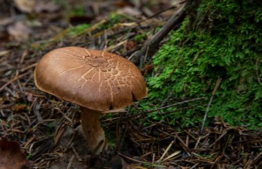 Bulutlu agarik mantar klitocybe nebularis. Tricholomataceae familyasından bir mantar sürüsü, İngiliz yaprak döken odunlarında yetişiyor.