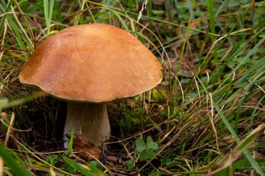 Bu yıl çok sıcak bir yaz geçirdik ve mantarlar değildi. Eylülde yağmur yağdı ve sonra hepsi bir anda mantar yetişti: boletus, boletus, boletus ve beyaz..