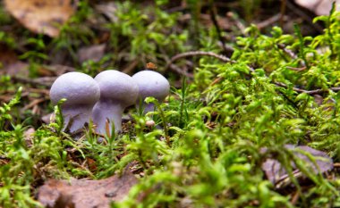 Lezzetli yenilebilir mantarlar, Lepista nuda. Ormanda yenilebilir leylak mantarı