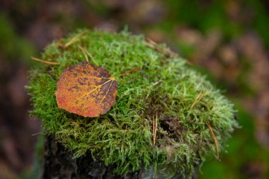 Yukarısında mantar olan yosunlu bir kütük ve sonbahar ormanında kuru çam iğneleri, ormanın alt tabakası, düşen sonbahar yaprakları, kuru sonbahar yaprakları, ön planda seçici bir odak.