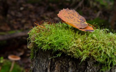 Yukarısında mantar olan yosunlu bir kütük ve sonbahar ormanında kuru çam iğneleri, ormanın alt tabakası, düşen sonbahar yaprakları, kuru sonbahar yaprakları, ön planda seçici bir odak.