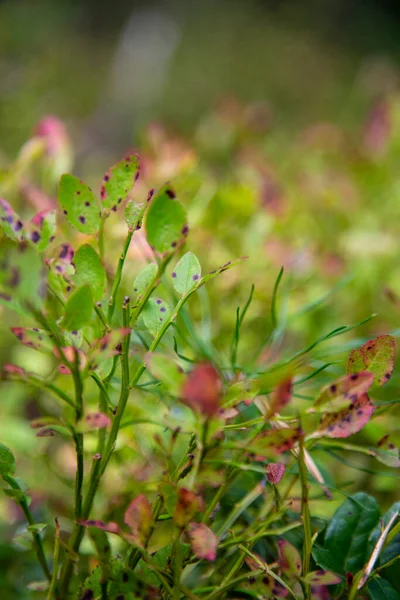 Wild Forest Blueberry Μακροφωτογραφίες Φρέσκα Ζουμερά Μούρα Ένα Θάμνο Πολύχρωμα — Φωτογραφία Αρχείου