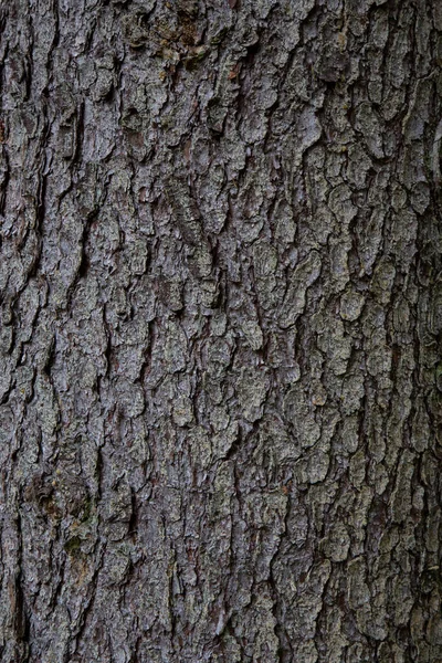 Holz Textur Hintergrund Rinde Ist Die Äußerste Schicht Von Stängeln — Stockfoto