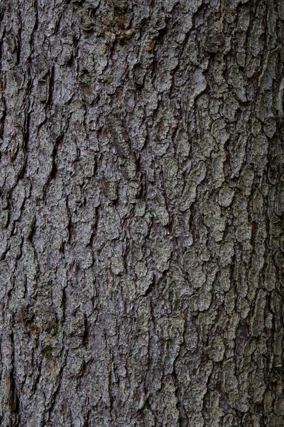 Sfondo Texture Legno Corteccia Strato Più Esterno Fusti Radici Piante — Foto Stock