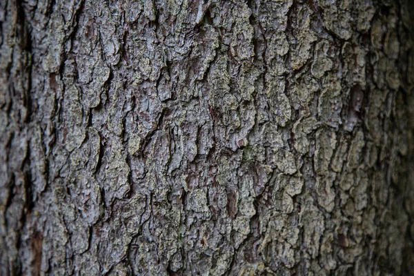 Holz Textur Hintergrund Rinde Ist Die Äußerste Schicht Von Stängeln — Stockfoto