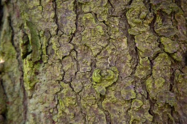 Pozadí Struktury Dřeva Kůra Nejvzdálenější Vrstva Stonků Kořenů Dřevin Rostliny — Stock fotografie