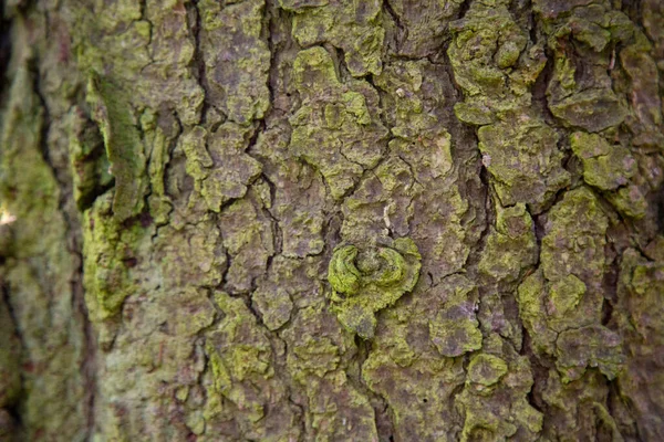 Sfondo Texture Legno Corteccia Strato Più Esterno Fusti Radici Piante — Foto Stock