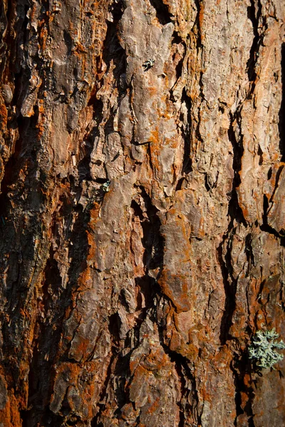 木材纹理背景 树皮是木本植物最外层的茎和根 有树皮的植物包括树 木质藤蔓和灌木 — 图库照片