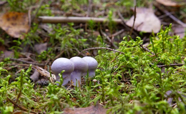 Ätlig Svamp Med Utmärkt Smak Lepista Nuda Ätlig Lila Svamp — Stockfoto