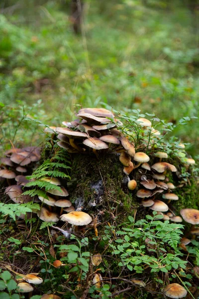 Hongos Del Haz Azufre Hypholoma Fasciculare Creciendo Tronco Árbol Bosque —  Fotos de Stock