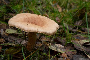 Bulutlu agarik mantar klitocybe nebularis. Tricholomataceae familyasından bir mantar sürüsü, İngiliz yaprak döken odunlarında yetişiyor.