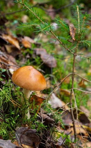 Seta Amanita Fulva También Conocida Como Griseta Tawny Setas Comestibles —  Fotos de Stock