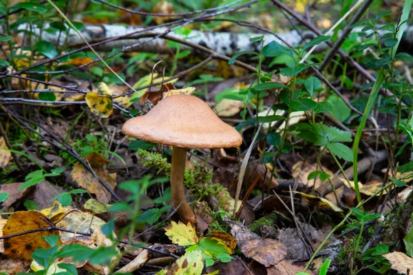 Amanita Fulva Mushroom Известный Tawny Grisette Съедобный Гриб — стоковое фото