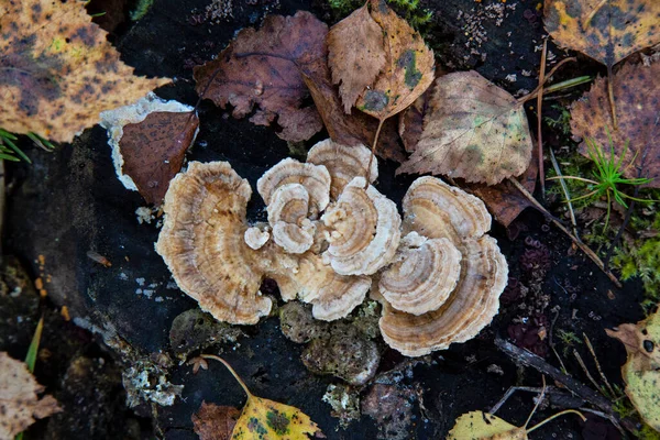 Parasitsvamp Stammen Ett Dött Träd Polyporus — Stockfoto