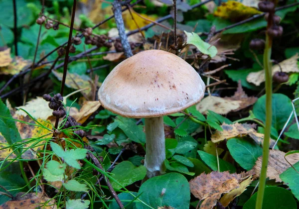Toadstool Κλείστε Ένα Δηλητηριώδες Μανιτάρι Στο Δάσος Πράσινο Χώμα Βρύων — Φωτογραφία Αρχείου