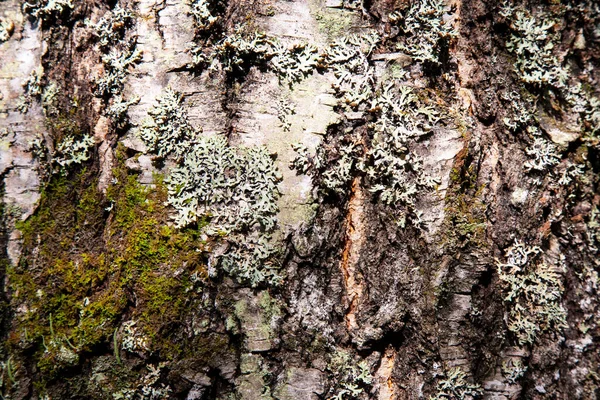 Berkenschors Van Dichtbij Met Herfstbladeren Houttextuur — Stockfoto