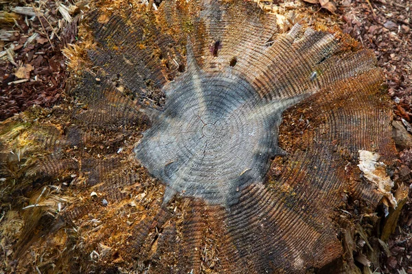 Fechar Coto Musgoso Com Cogumelo Acima Agulhas Pinheiro Seco Floresta — Fotografia de Stock