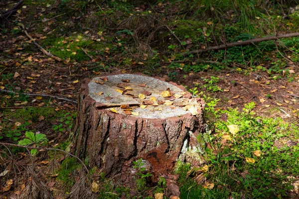 Close Van Mossige Stronk Met Een Paddestoel Boven Droge Dennennaalden — Stockfoto