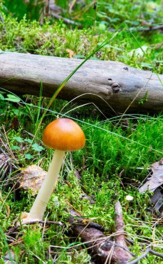 Amanita fulva mantarı, tawny grisette olarak da bilinir. Yenilebilir mantar.