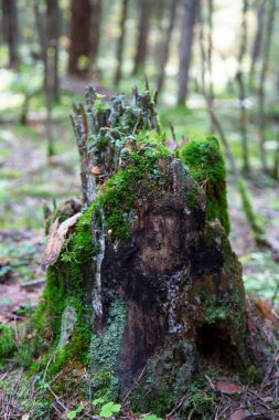 Yukarısında mantar olan yosunlu bir kütük ve sonbahar ormanında kuru çam iğneleri, ormanın alt tabakası, düşen sonbahar yaprakları, kuru sonbahar yaprakları, ön planda seçici bir odak.
