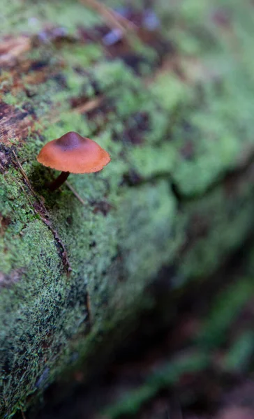 Honigpilze Wachsen Auf Einem Baumstumpf Herbstlichen Wald — Stockfoto