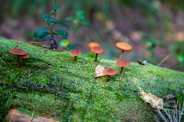 Setas Miel Que Crecen Tocón Bosque Otoño —  Fotos de Stock