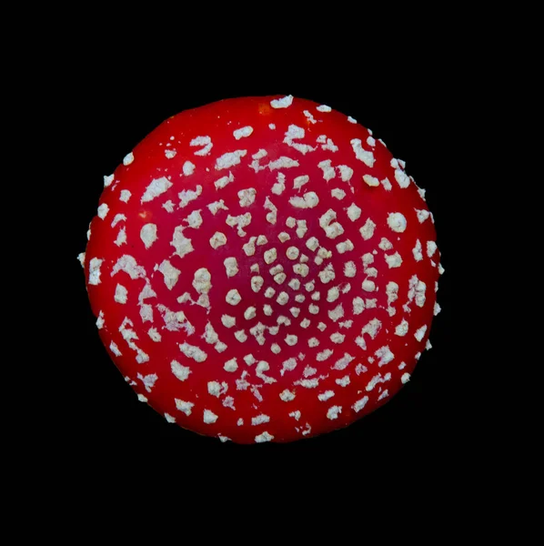 秋の森の中で鮮やかな赤フライアガリック毒キノコ — ストック写真