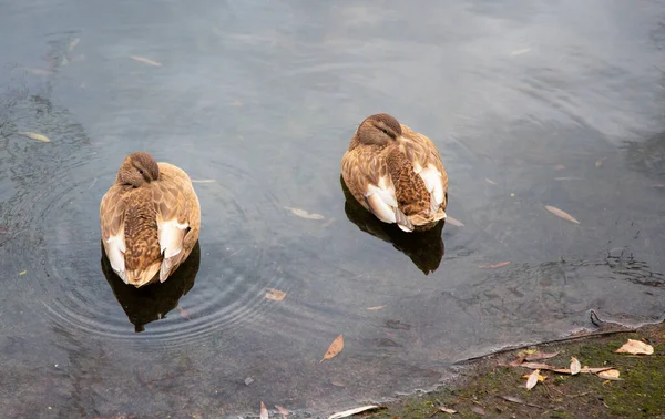 Enten Schwimmen Auf Dem Wintersee Männliche Und Weibliche Enten Auf — Stockfoto