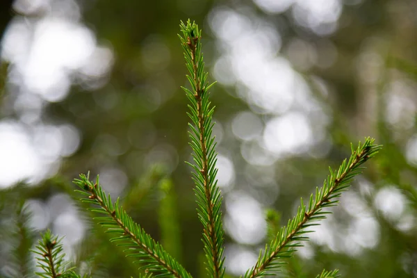 Spruce Şubesi Ğneli Ladin Çok Güzel Bir Dalı Doğadaki Noel — Stok fotoğraf