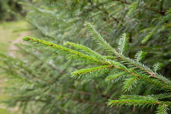 Spar Tak Prachtige Sparren Tak Met Naalden Kerstboom Natuur Groene — Stockfoto