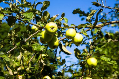 Bahçedeki bir ağacın üzerinde olgun elmalar. Güneşli bir günde sonbahar hasadı
