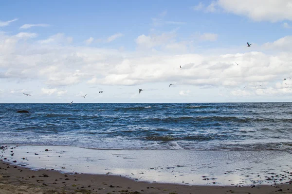 Selvagem Branco Mar Gaivota Oceano Mar Pássaro Voando Sobre Mar — Fotografia de Stock