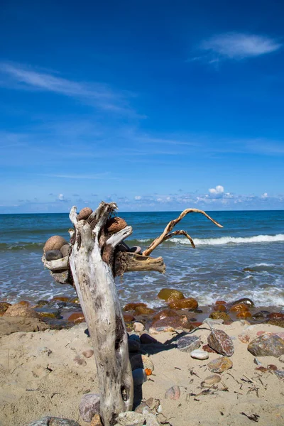 Viejo Árbol Orilla Del Mar Azul Piedras Madera Mar Cielo — Foto de Stock