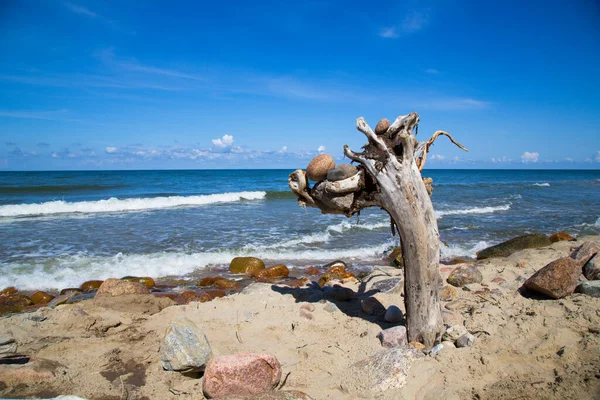 Viejo Árbol Orilla Del Mar Azul Piedras Madera Mar Cielo — Foto de Stock