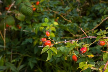Bahçedeki bir çalılıkta olgunlaşmış gül ağacı meyvesi. Gül üzümü.