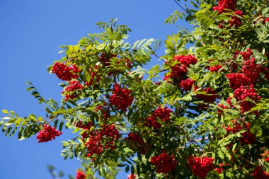 Bahçedeki böğürtlen kırmızısı olgun Rowan ağacı. Kızıl Dağ