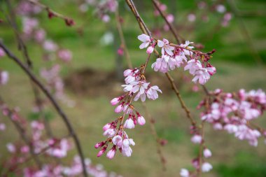 Kiraz çiçekleri, kiraz çiçekleri baharda ağaçta.