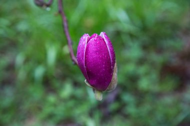 Mavi gökyüzü arka planında Magnolia Lale Ağacı. Magnolia pembe çiçekleri çiçek açan manolya ağacı arka planında