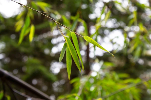 Bambu ormanı. Dallardaki yeşil bambu yaprakları — Stok fotoğraf