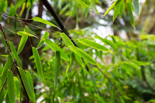 Floresta de bambu. Folhas de bambu verde em ramos — Fotografia de Stock