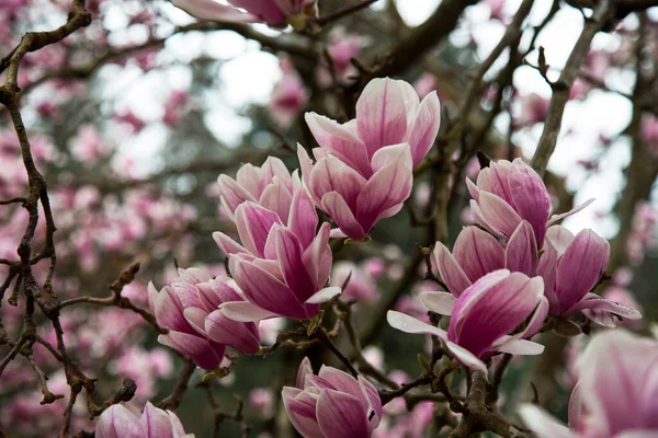 Magnolia Tulip Tree on blue sky background. Magnolia pink flowers on flowering magnolia tree background — Stock Photo, Image