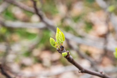 Ağaçta çiçek tomurcukları. Tomurcuklu bir dal. Genç tomurcuklu dallar. Baharın başında. Yaşam.