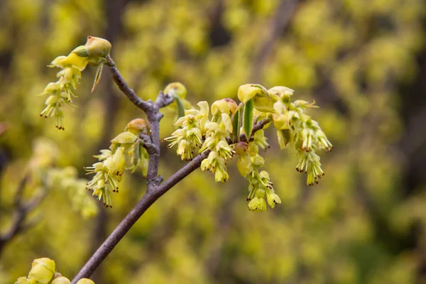 Квітучі Бруньки Дереві Гілочка Бруньками Гілки Молодими Бруньками Рання Весна — стокове фото