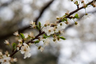 Ağaç dalında küçük beyaz çiçekler açar.